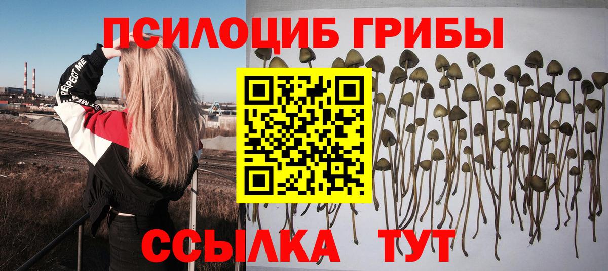 Мариинск  Галлюциногенные грибы Cubensis  Вход с VPN 